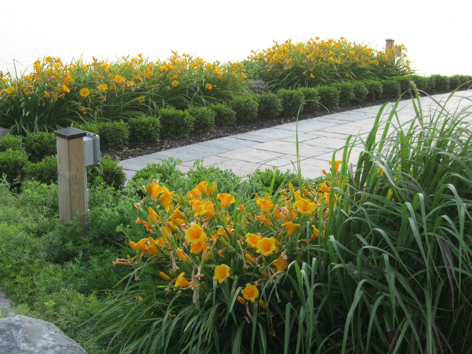 Garden path with yellow lilies and greenery