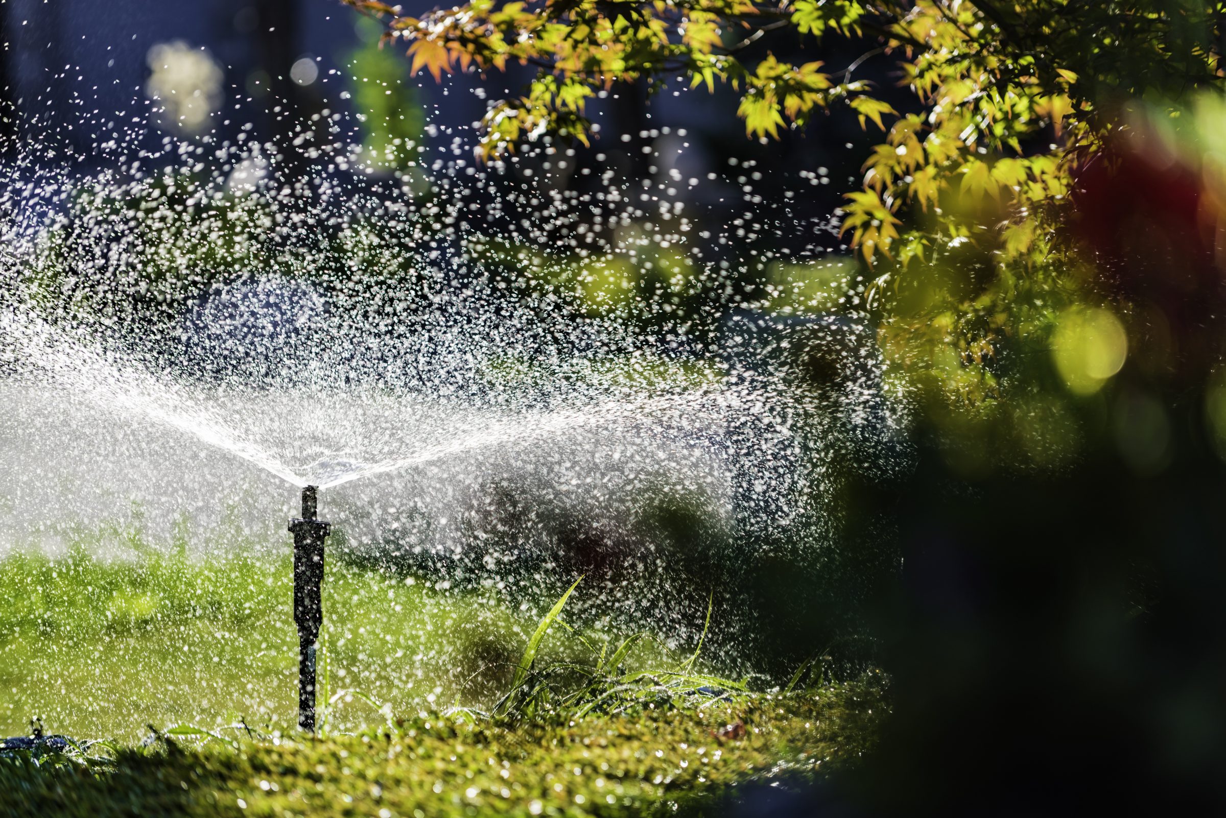 Garden sprinkler watering grass on sunny day.