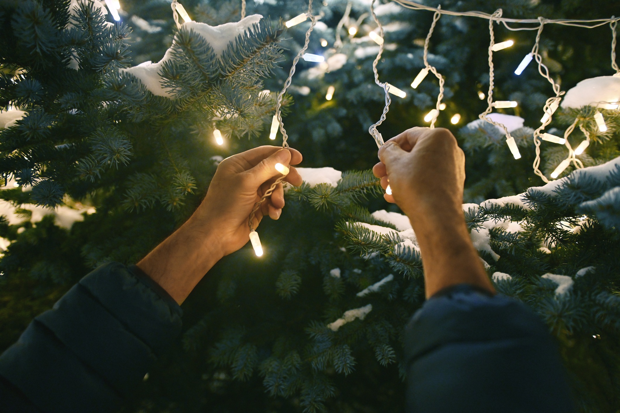 Hanging holiday lights on snow-covered tree branches.